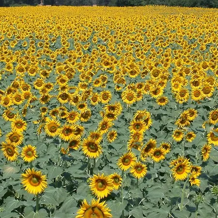 Piagge Del Sole Montecarotto